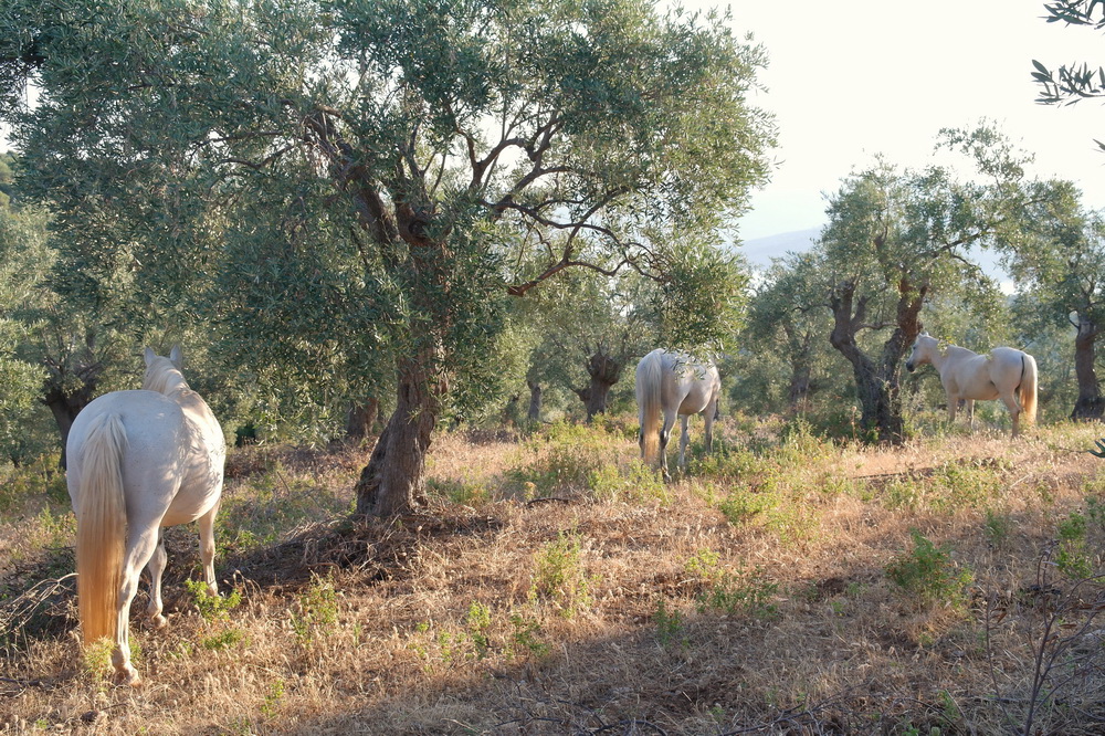 our family herd of horses in Pelion, Greece