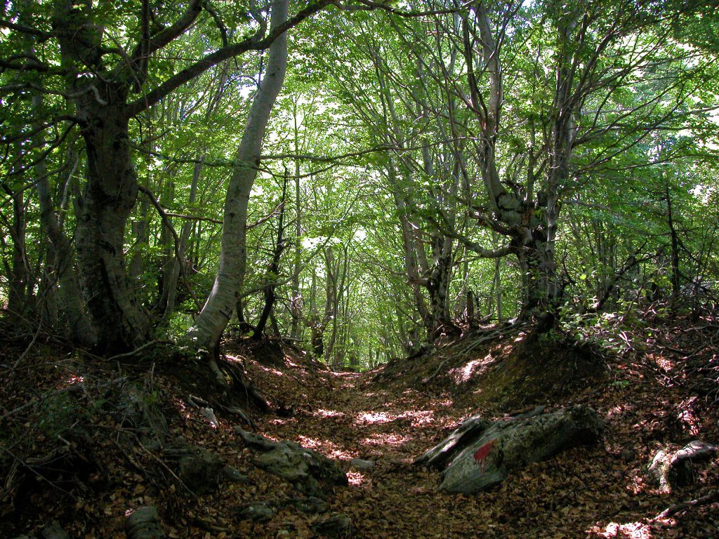 beech forest in pilion