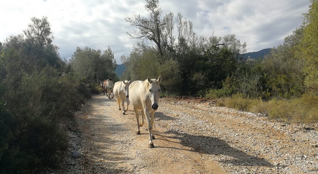 walks and retreats with horses in Pelion, Greece