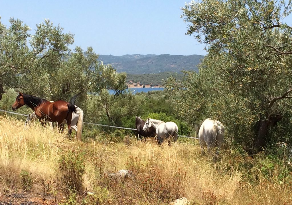 our herd grazing in summer
