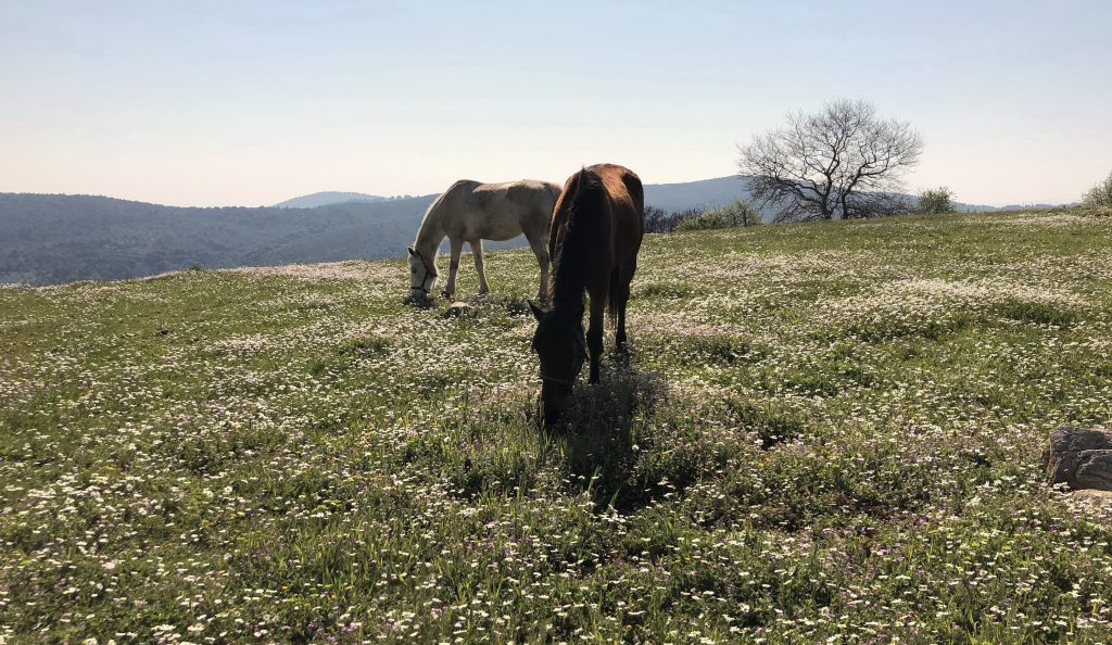 horses in pilion greece
